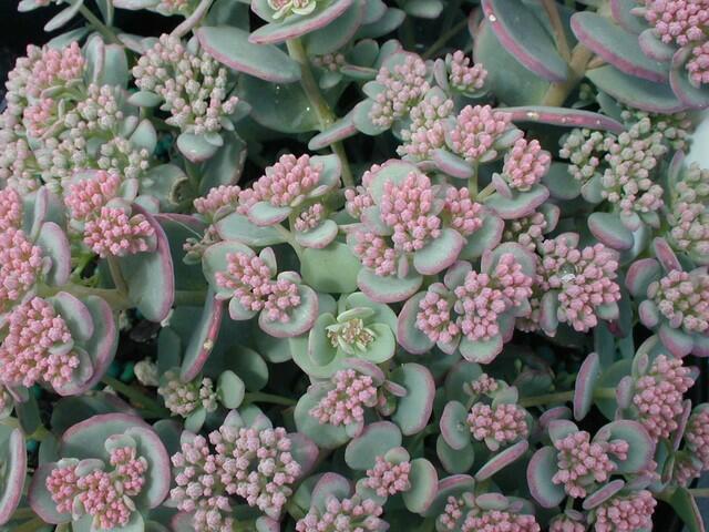 Sedum sieboldii, rozchodník Sieboldův​