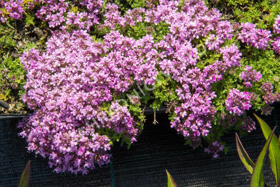 Mateřídouška Doerflerova (Thymus doerfleri)​