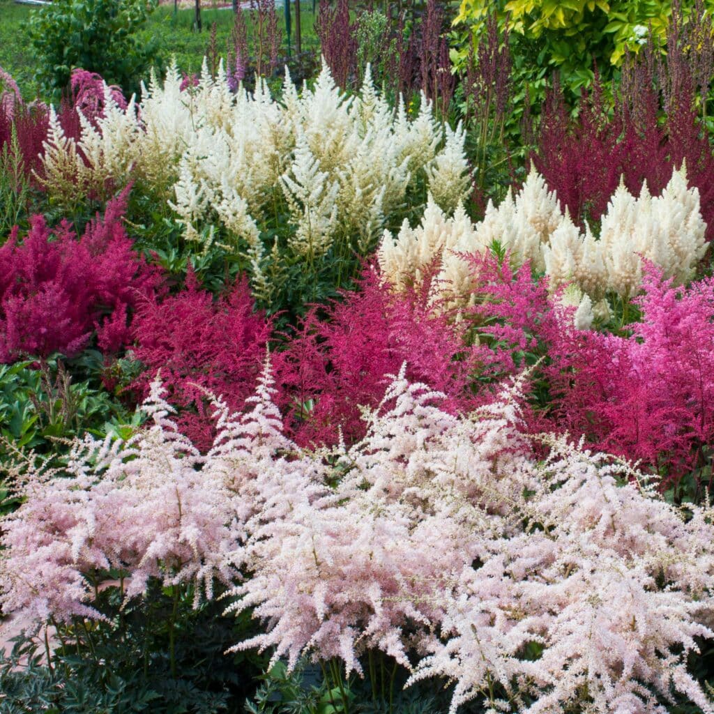 Čechrava zahradní astilbe arendsii