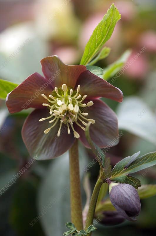Cemerice nachova Helleborus purpurascens