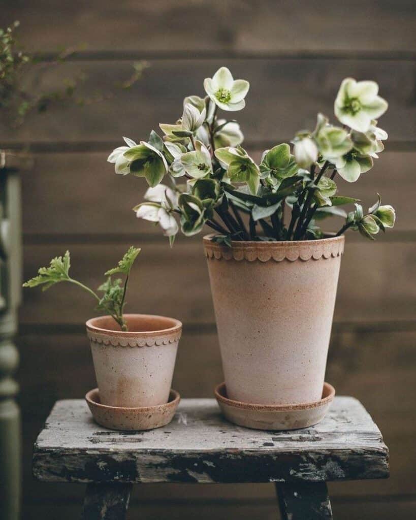 Čemeřice v květináči