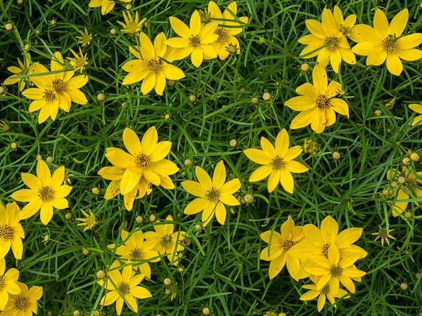 Coreopsis verticillata ​