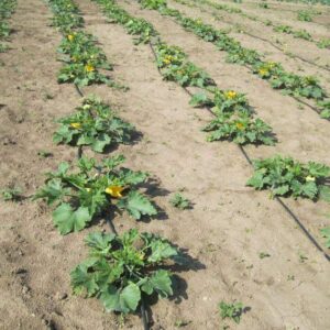 Cuketa (Cucurbita pepo)