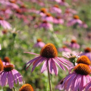 Srpnová výsadba trvalek 5 Echinacea (Třapatkovka nachová – Echinacea purpurea)