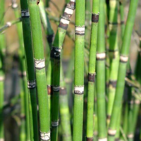 Equisetum hyemale var. robustum