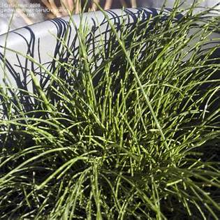 Equisetum schaffneri