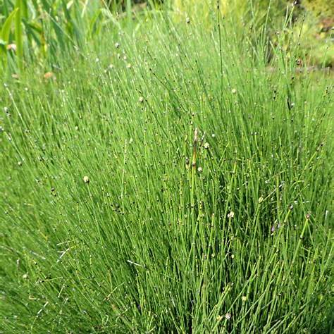 Equisetum scirpoides