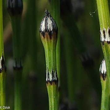 Equisetum variegatum