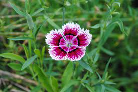 Hvozdík čínský dianthus chinensis