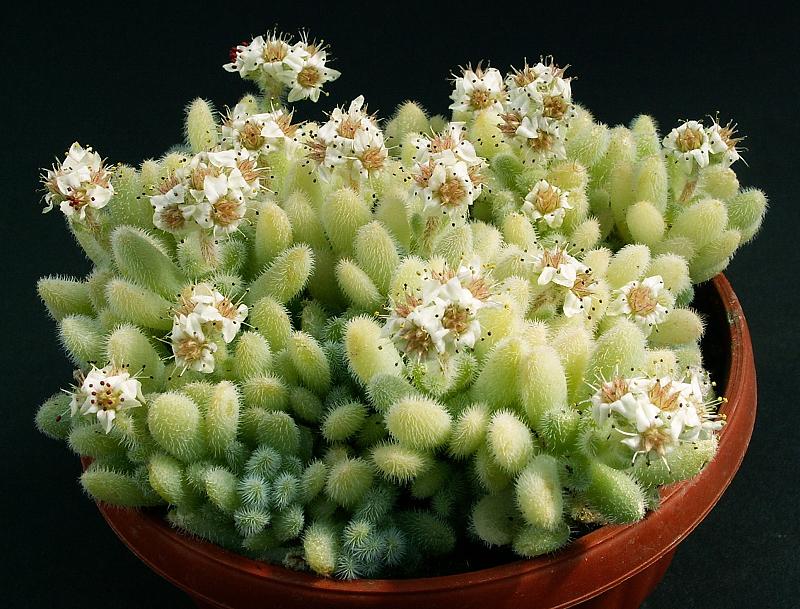 Sedum hintonii, rozchodník Hintonův​