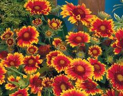 Kokarda osinatá Gaillardia aristata