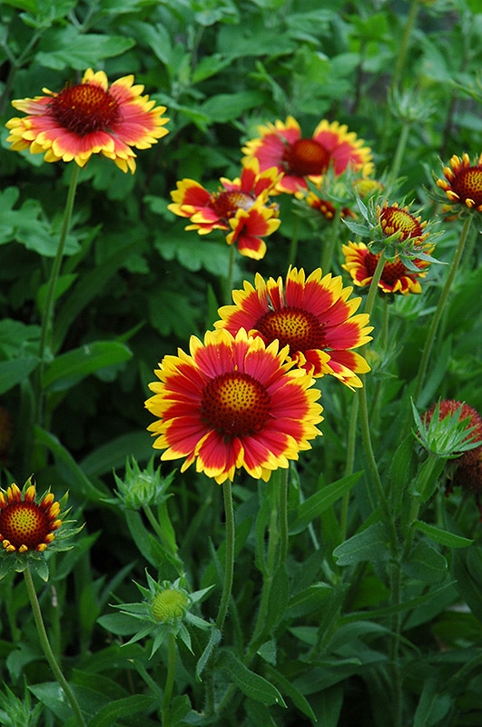 Kokarda velkokvětá Gaillardia grandiflora