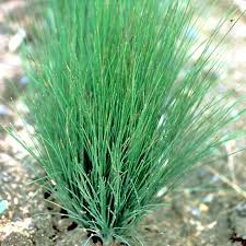 Kostřava ametystová Festuca amethystina