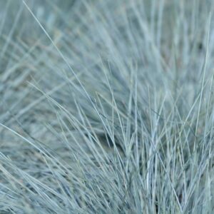 Kostřava festuca modrá