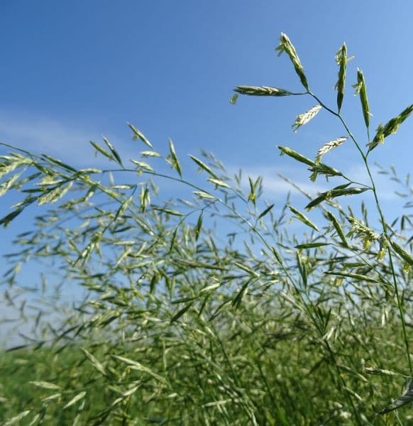 Kostřava luční Festuca pratensis