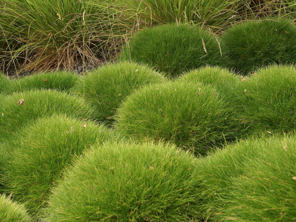 Kostřava medvědí Festuca gautieri