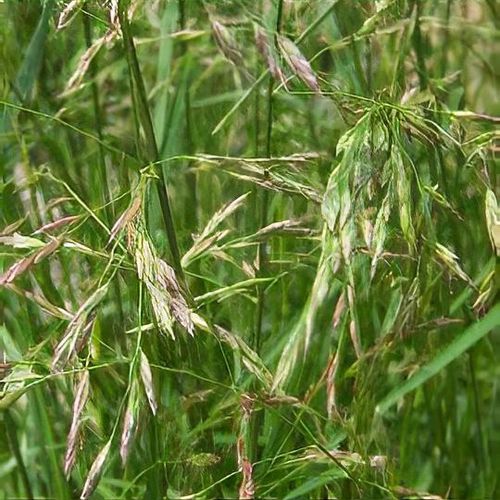 Kostřava rákosovitá Festuca arundinacea