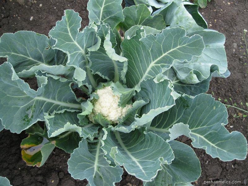 Květák (Brassica oleracea convar. botrytis var. botrytis)