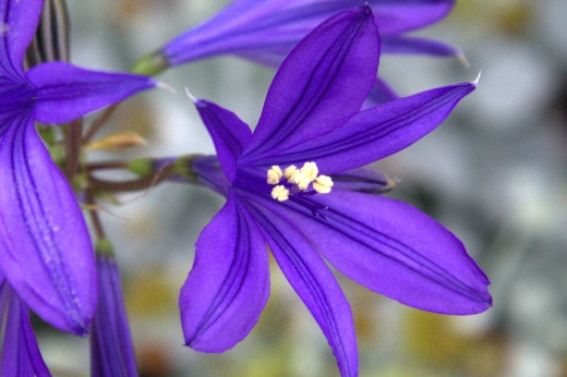 Lilie modrá Ixiolirion tataricum