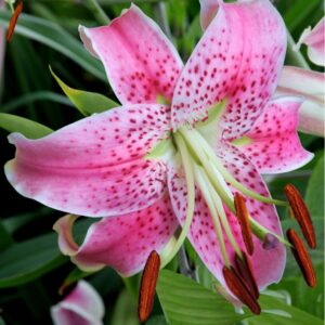 Ochrana rostlin na zahradě: choroby, škůdci i správné přípravky 17 Lilium speciosum var. rubrum