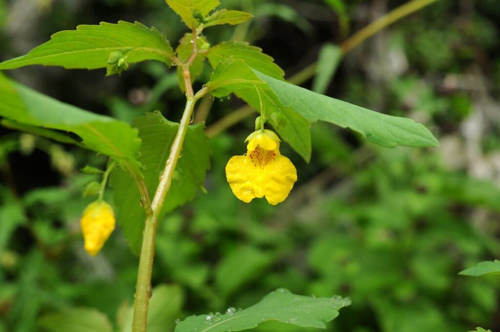 Netýkavka nedůtklivá Impatiens noli-tangere