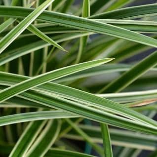 Ostřice japonská Carex morrowii Sedge Ice