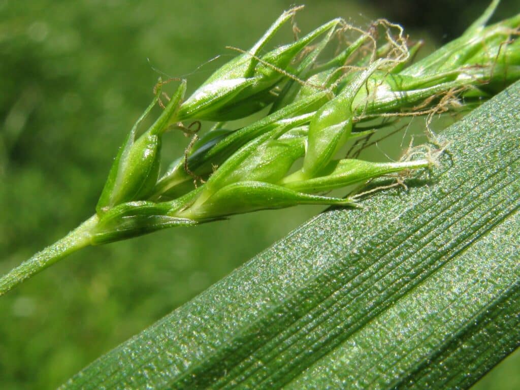 Ostřice lesní Carex sylvatica