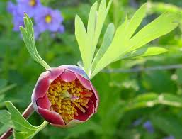 Pivoňka Paeonia brownii