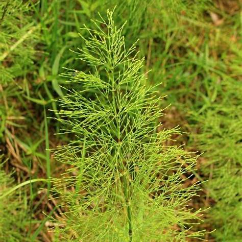 Přeslička (Equisetum)