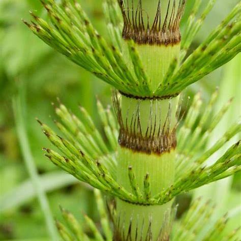 Přeslička největší (Equisetum telmateia)