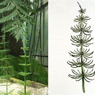 Přeslička obrovská (Equisetum giganteum)