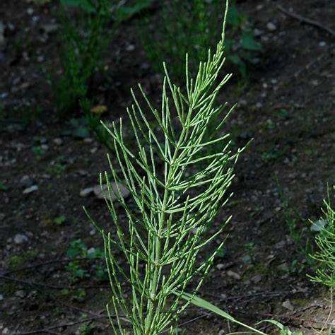 Přeslička rolní (Equisetum arvense)