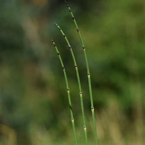 Přeslička zimní (Equisetum hyemale)