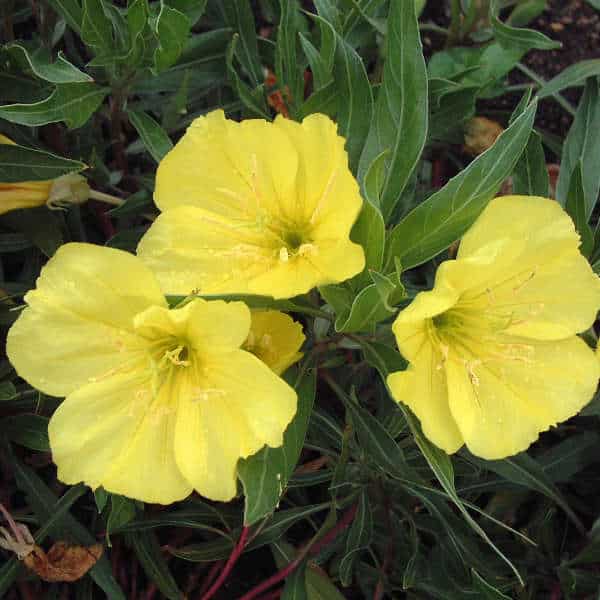 Pupalka velkoplodá Oenothera macrocarpa