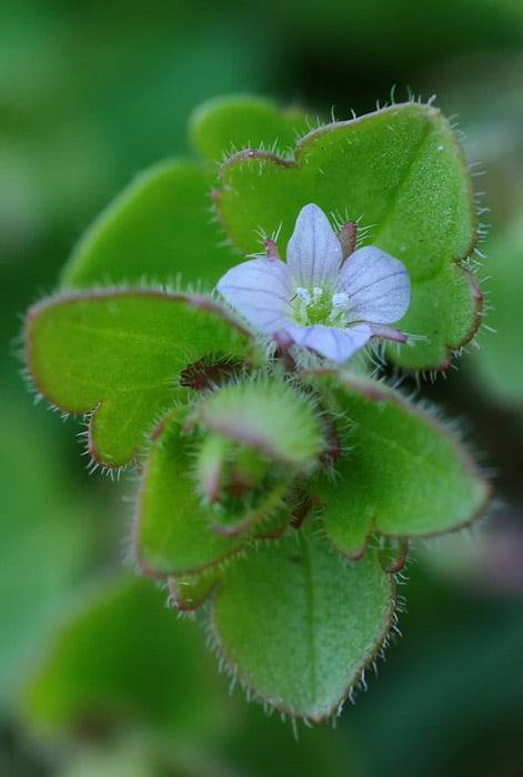 Rozrazil laločnatý Veronica sublobata