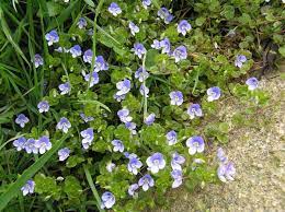 Rozrazil nitkovitý Veronica filiformis