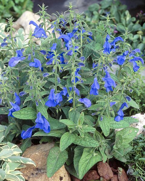 Salvia patens