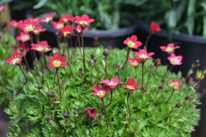 Lomikámen Arendsův