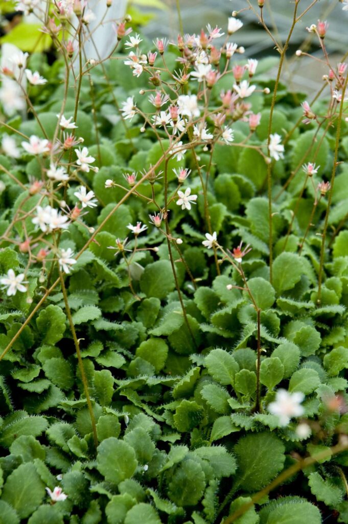 Lomikámen kuklíkový, Saxifraga × geum​