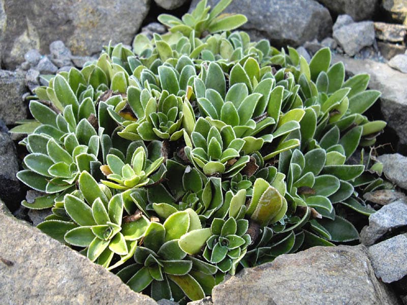 Saxifraga cotyledon 'Pyramidalis'