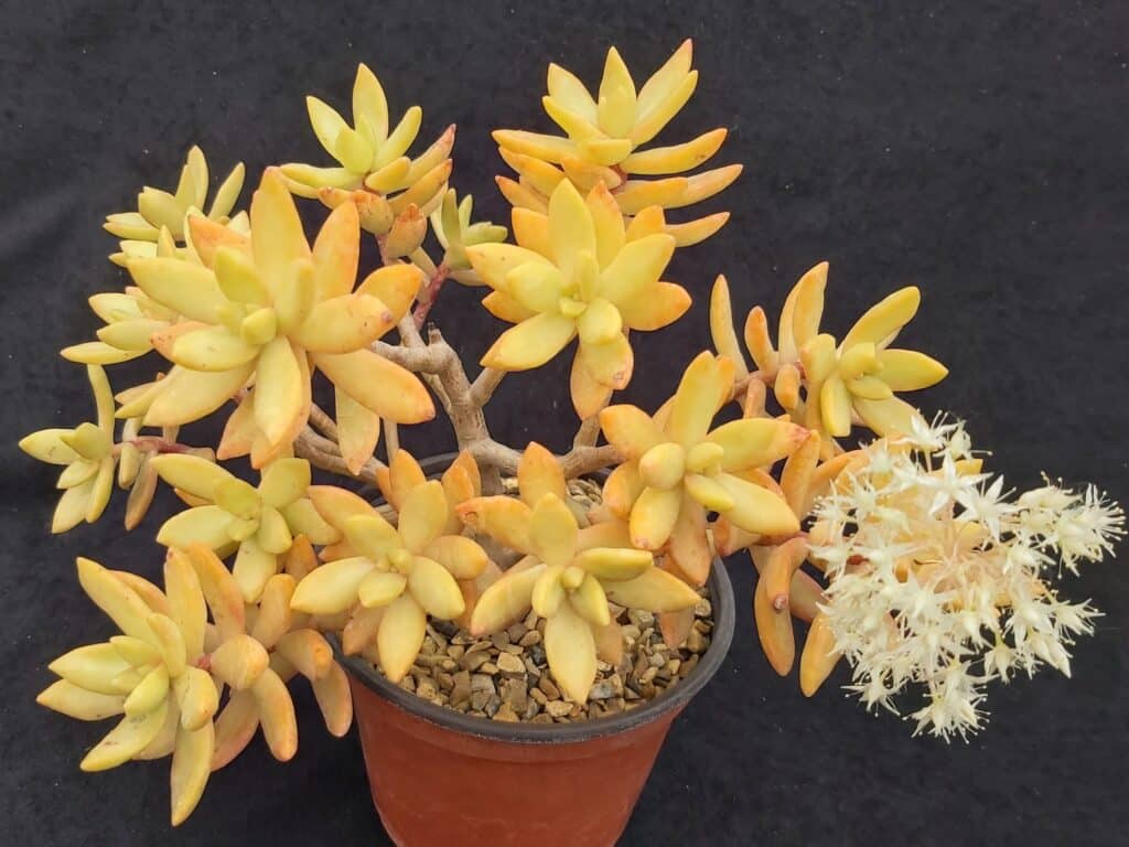 Sedum adolphi, rozchodník Adolphův​