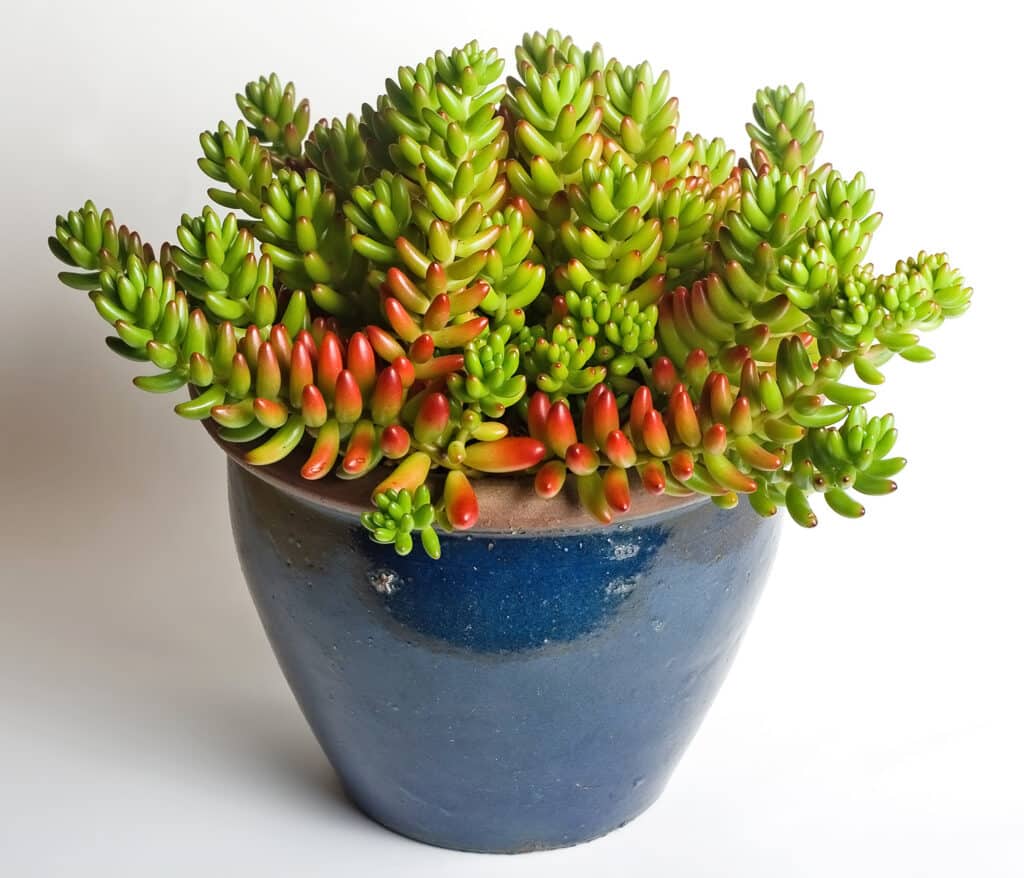 Sedum rubrotinctum​