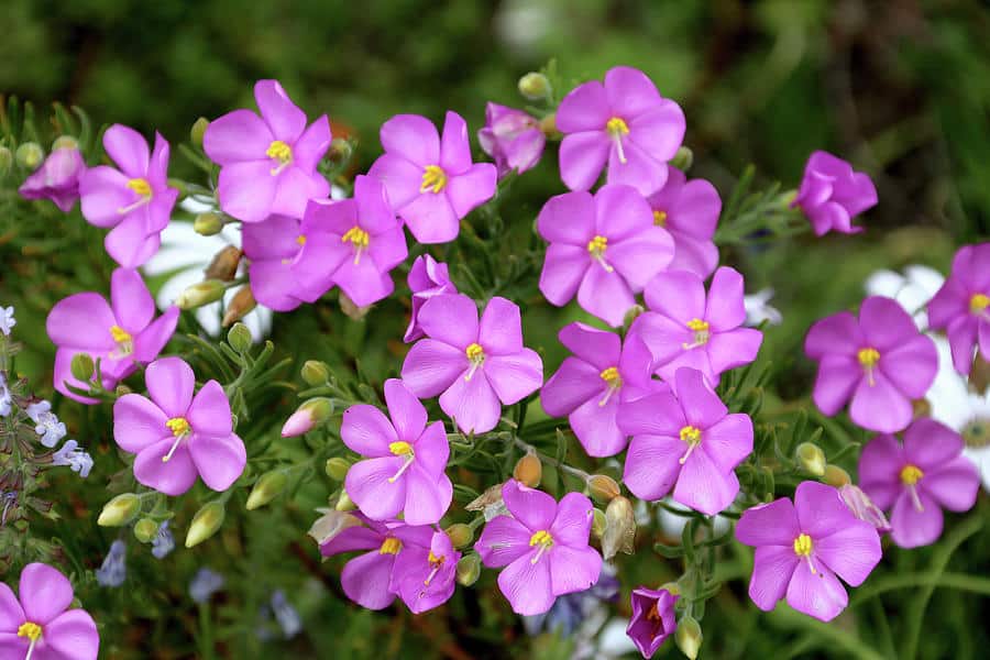 Tařička (Aubrieta)