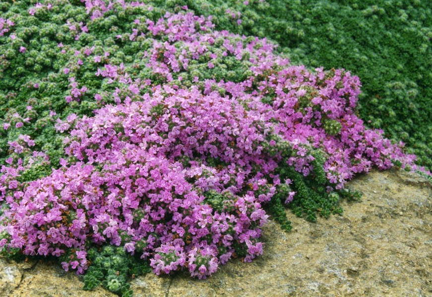 Mateřídouška plstnatá (Thymus pseudolanuginosus)​