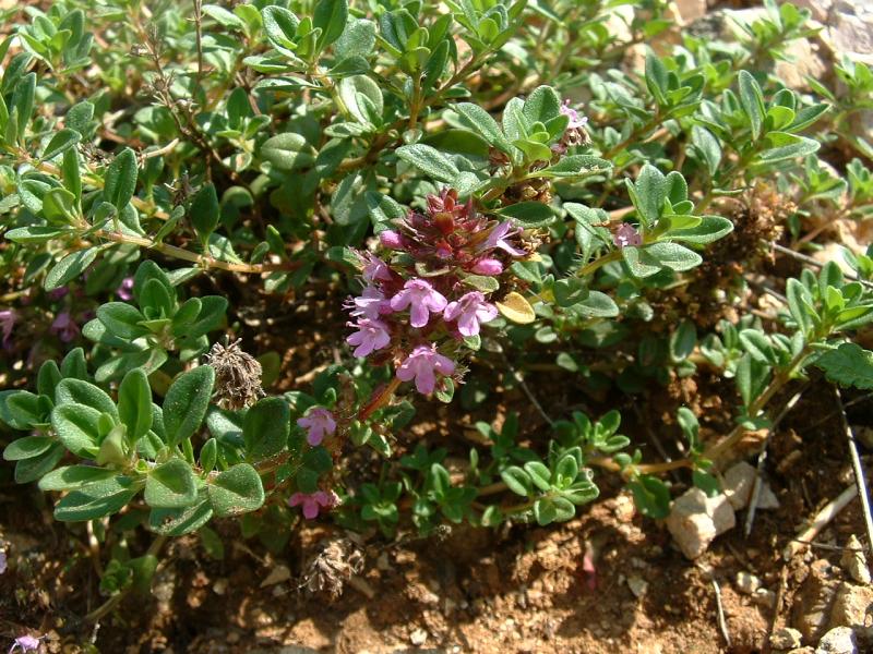 Mateřídouška obecná, planý tymián (Thymus serpyllum)​
