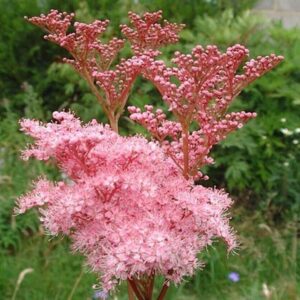 Tužebník filipendula rubra