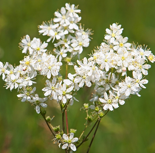 Tužebník obecný Filipendula vulgaris
