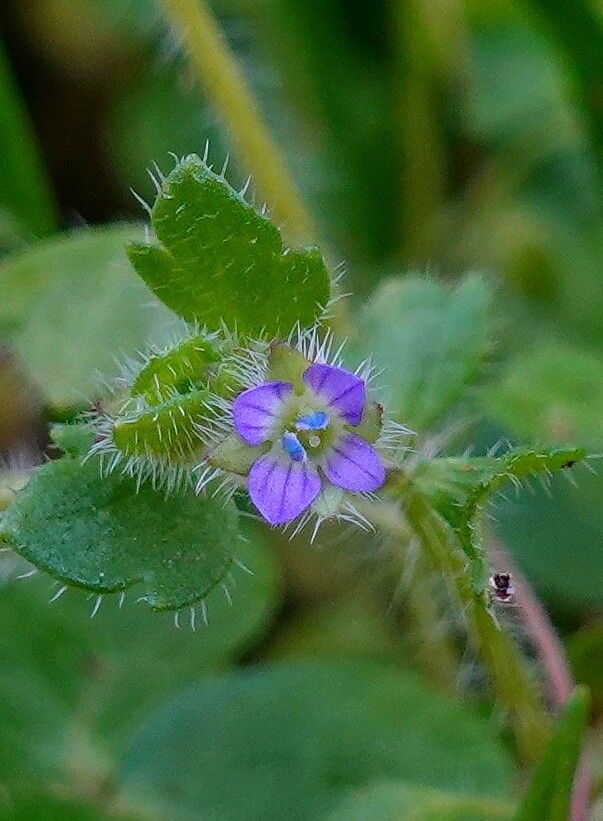 Rozrazil břečťanolistý Veronica hederifolia