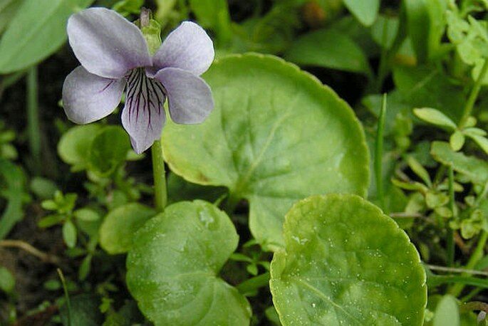 Violka bahenní (Viola palustris)