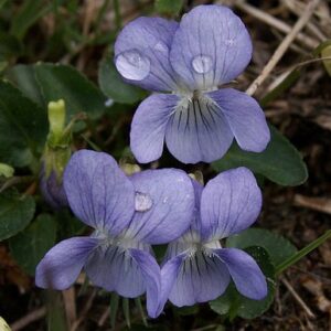 Violka psí (Viola canina)